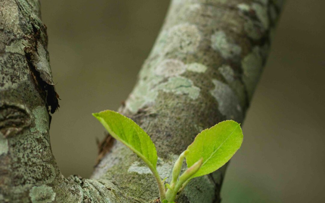 A close-up image of a tree branch featuring a newly sprouted, vibrant green leaf bud